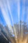 USA-Washington-Seabeck. Morning sun filtering through fog. Art Print